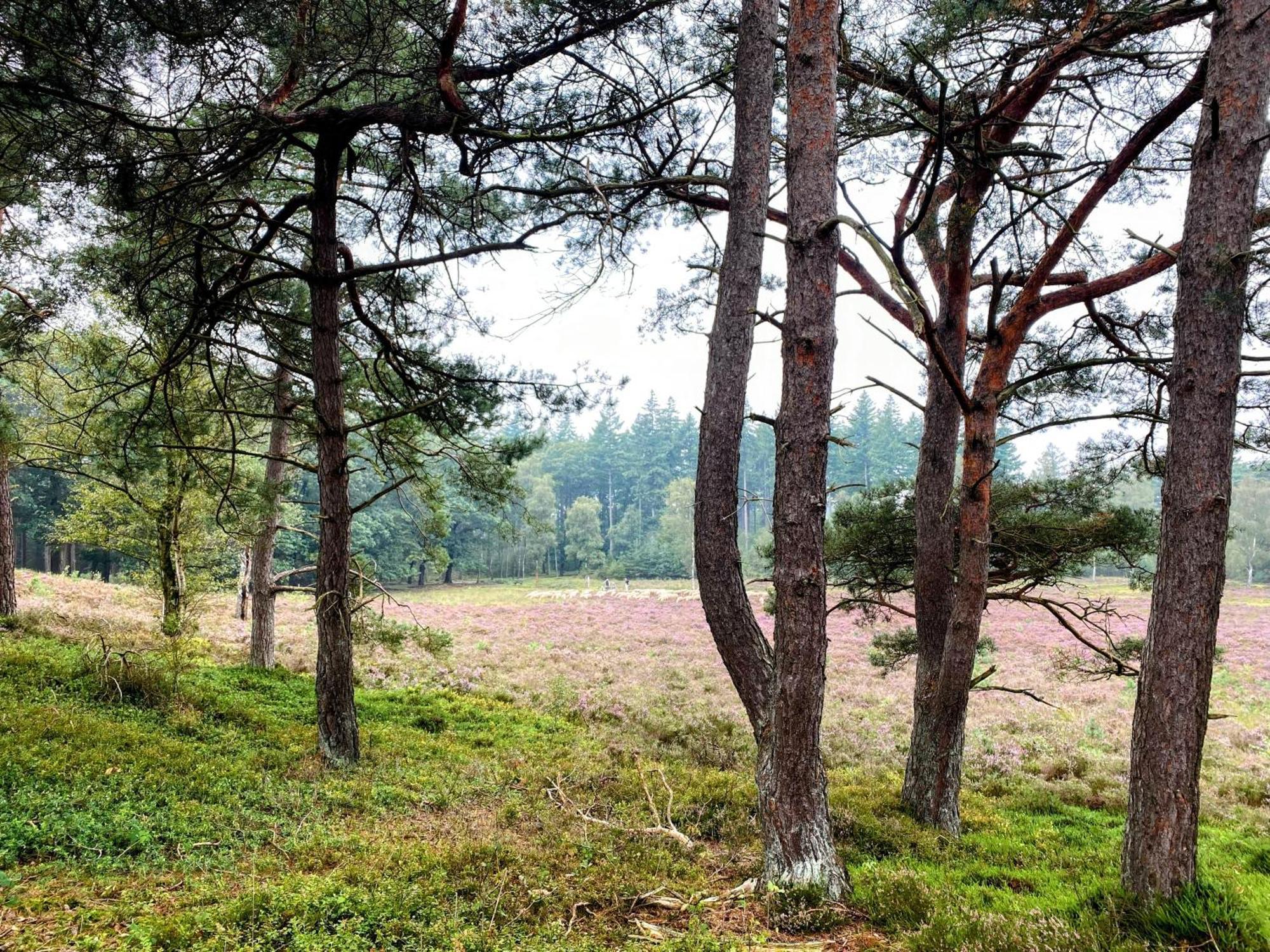 Huisje Aan De Bosrand - Veluwe Эпе Экстерьер фото